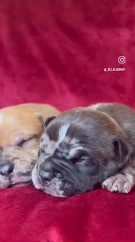 AMERICAN BULLY MERLE MALE in Blackburn with Darwen