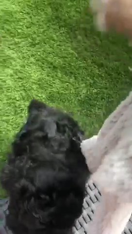 Havapoo Puppies ?? in Lincoln