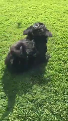 Beautiful Havapoo Puppies in Lincoln