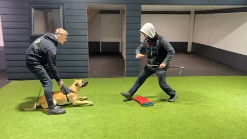 Beligian Malinois For Sale in Coventry
