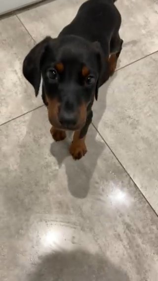 female doberman in Shropshire