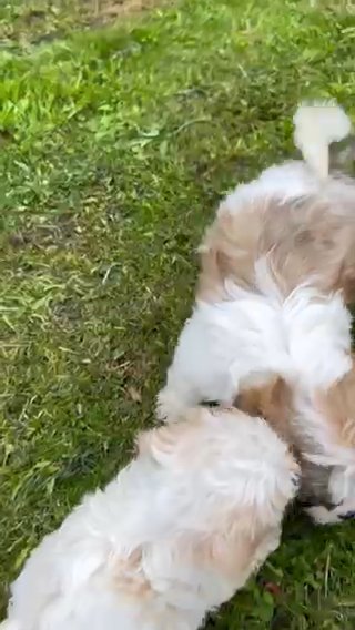 1 Boy 2 Girl Lhasa Apso in Wigan