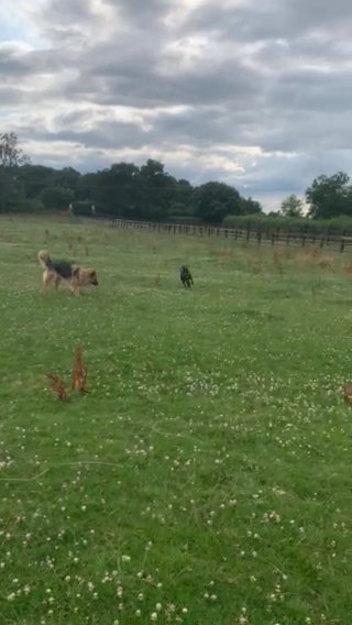 bull lurcher in Shropshire
