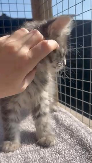 Black Silver Maine Coon Kittens in Tameside