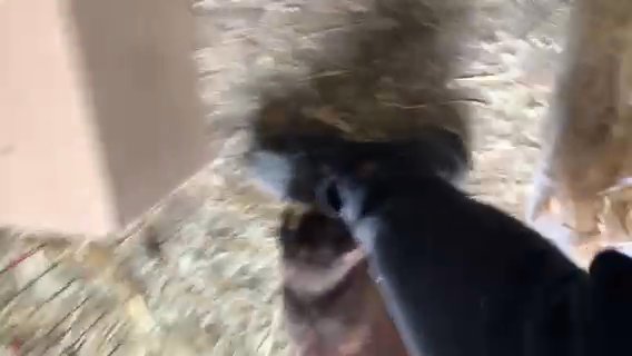 Variety Of Male Guinea Pigs FREE in Blackburn