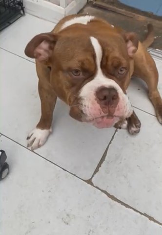 American Pocket Bully in Barnsley
