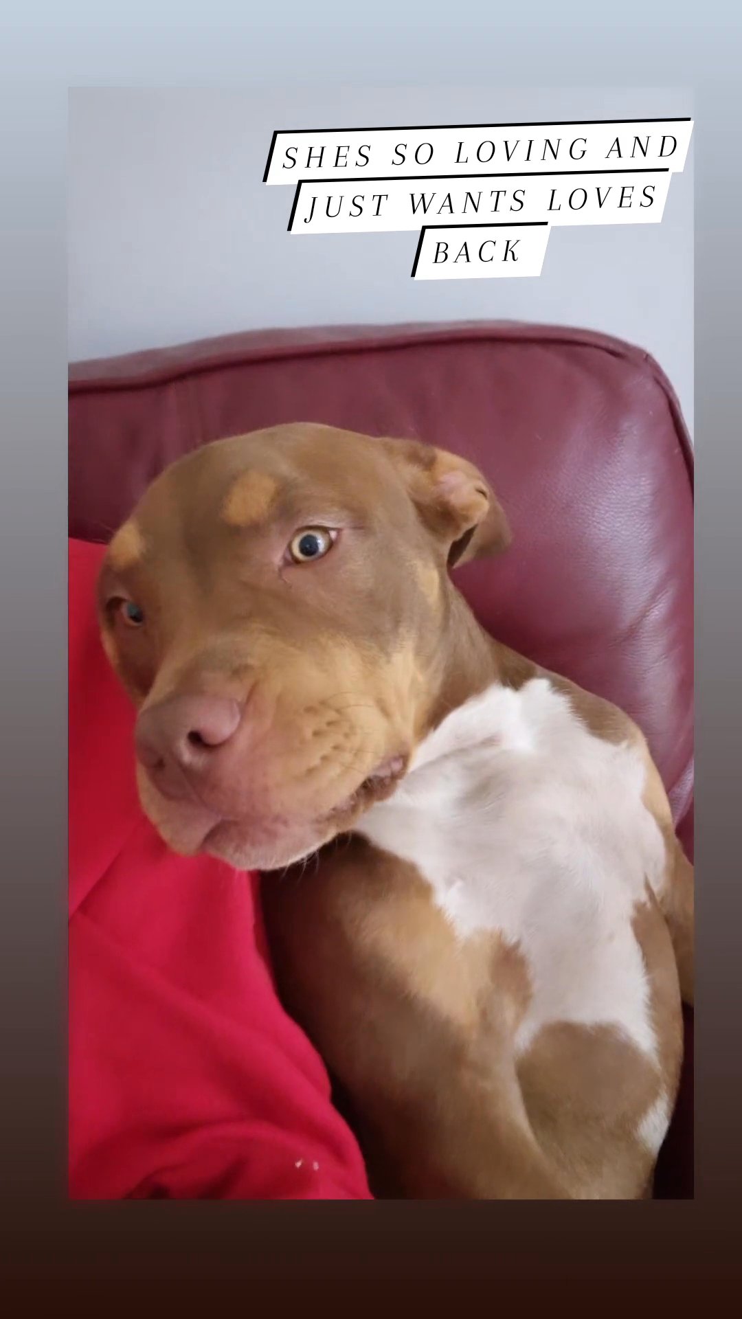 chocolate tri female in London