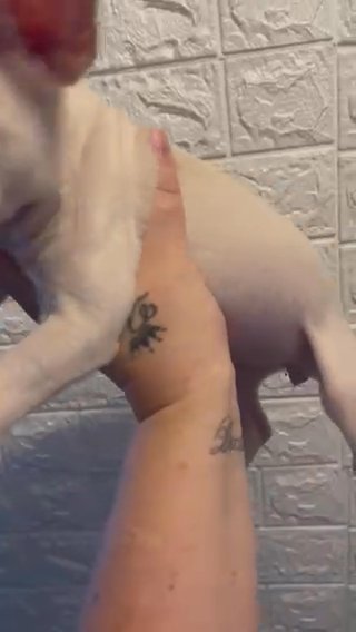 French Bulldog in Swansea