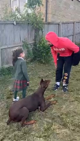 Girl Doberman in Bradford