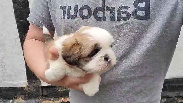 Shih Tzu Puppy in Crawley