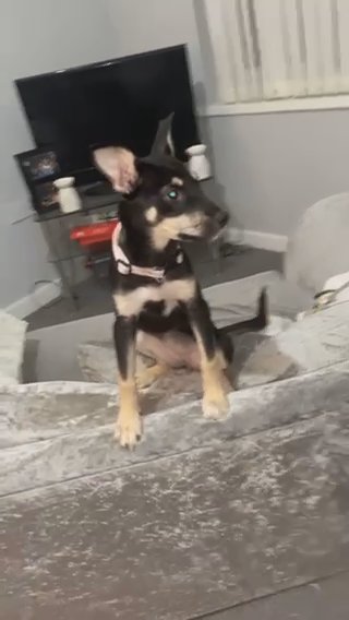 Husky Cross XL Bully in Cheshire East