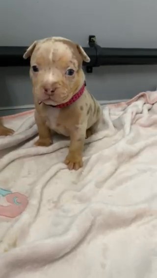 Quality Pocket Bullys in Nottingham