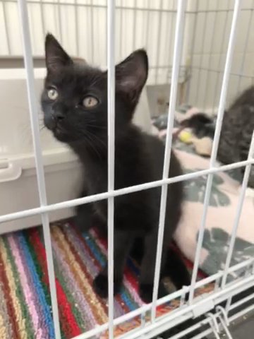 2 Beautiful Girl Kittens For Sale in Thurrock