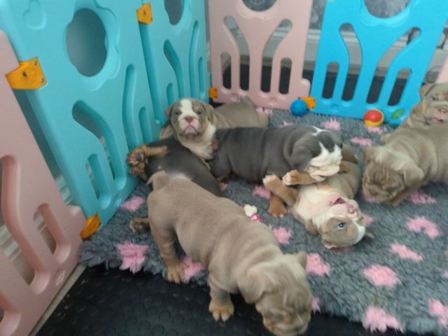 health clear KC registered bulldogs in Sandwell