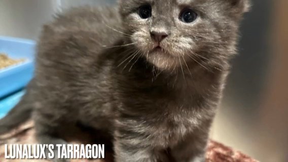 ?TICA REGISTERED MAINE COON KITTENS? in Colchester