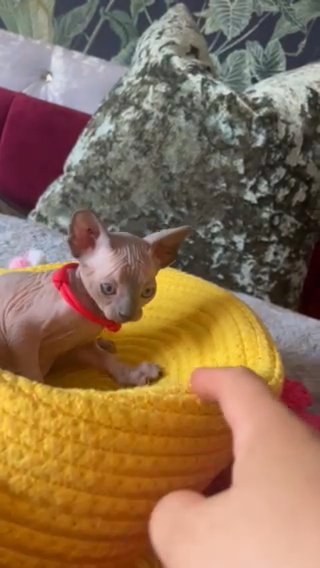 Gorgeous Pure Pedigree Sphynx Kittens in Cornwall