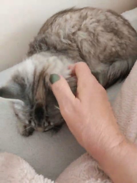 ragdoll lynx in London