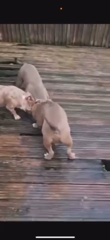 Merle Pocket Bully in London
