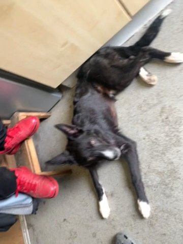 Lyla (5Months) GSD X Husky in Harrow