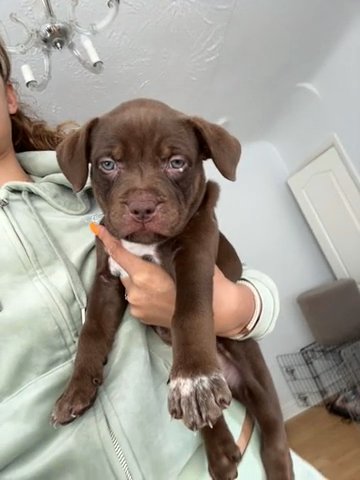 Female American Bully in Liverpool