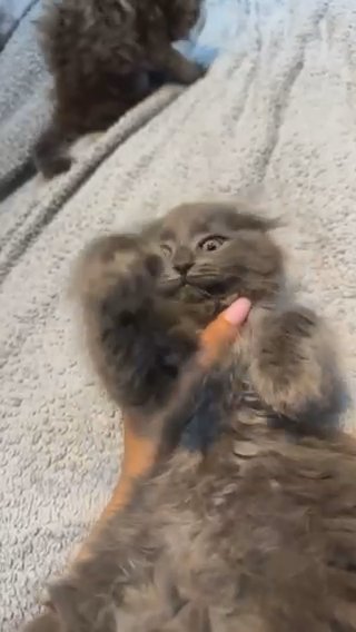 One Amazing Kitten Left in London