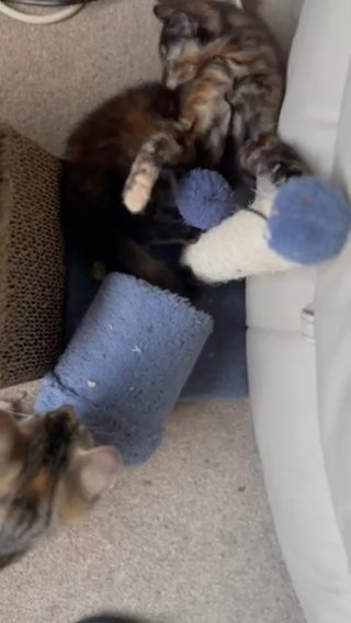 Lovely Bengal Mix Kittens: Calico, Tabby, Grey in Waverley