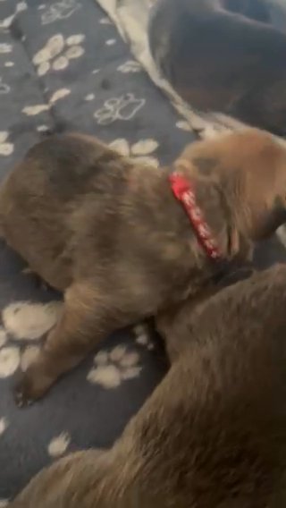 Gsd X Staffy in Wigan