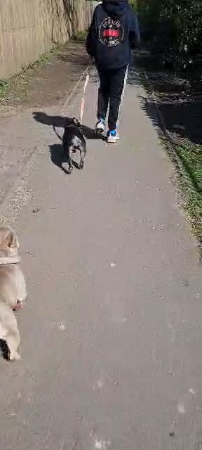 10 months old bitch in Barnsley