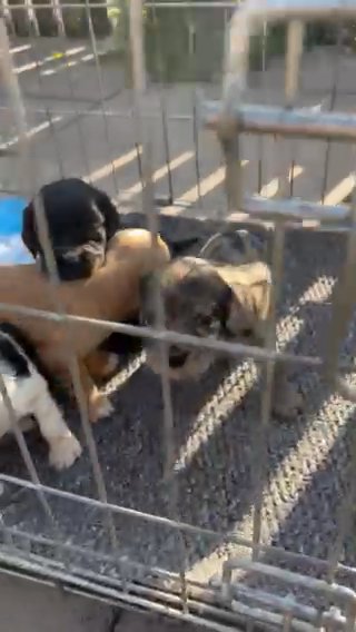 Mixed Litter Of Cocker spaniel Puppies in London