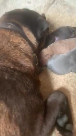 Shar Pei Puppies in Cornwall