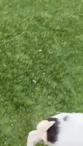 Springer Spaniel Puppy’s in Manchester