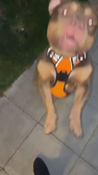 Chocolate Tri Male Pocket Bully in Sheffield