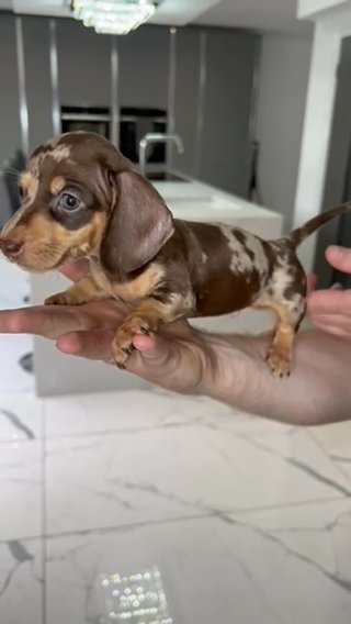 Miniature Dachshund ALL RESERVED in Liverpool