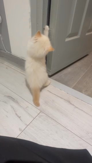 2 Beautiful Radgoll Kittens in Newcastle upon Tyne