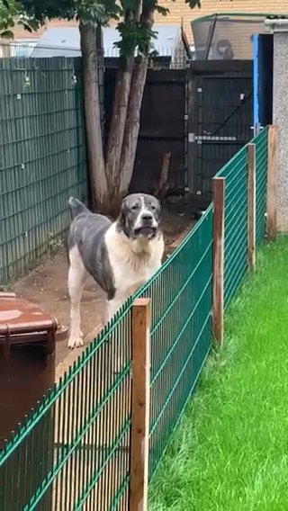 Central Asian Shepherd Alabai in Colchester