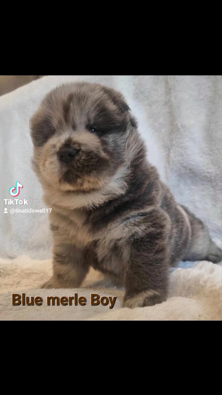 Merle chow chow puppies for sale hot sale