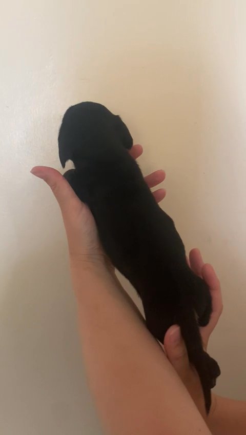 Daschund in Birmingham
