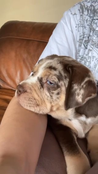 Tri Tweed Merle American Bully Pup in Bradford