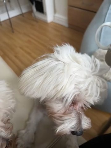 KC registered Maltese Boy in Staffordshire