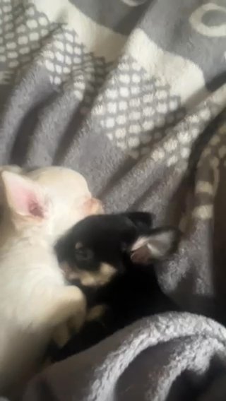 Last 2 Female Chihuahua Puppies in Birmingham