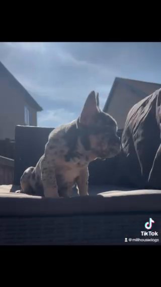 Merle French Bulldog Puppy in Sunderland