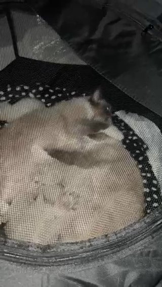 Ragdoll Kittens Available in Cardiff