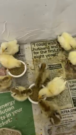 mini chicken . chick Serama in London