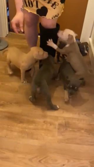 American Bully Pup in London