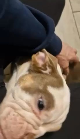 English Bulldog in Nottingham