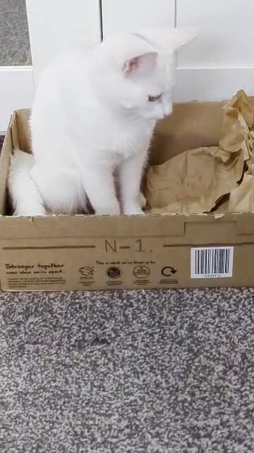 Turkish Van kitten male 5 months old FREE in Bradford