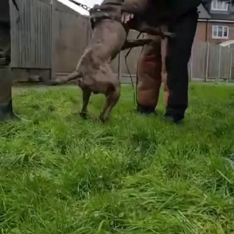 bandog mastiff in Kettering