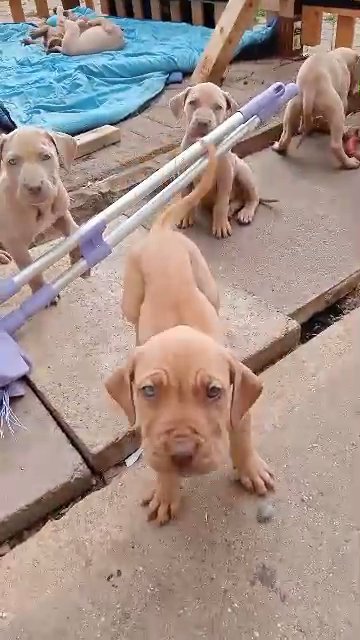 bandog mastiff in London