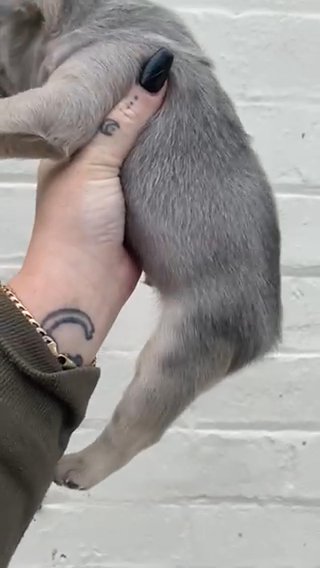 French Bulldog in Liverpool