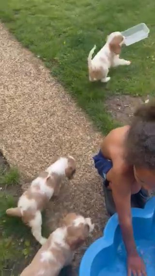 Gorgeous Cavalier King Charles Pups in Hertfordshire